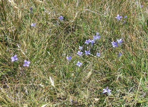 Image of Sierra fringed gentian