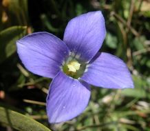 Image of Sierra fringed gentian