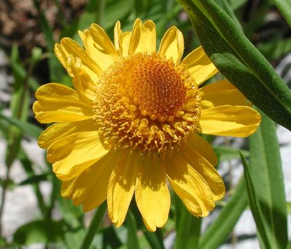 Image of Bigelow's sneezeweed