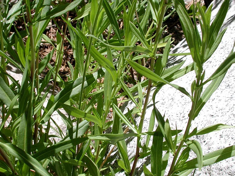 Image of Bigelow's sneezeweed