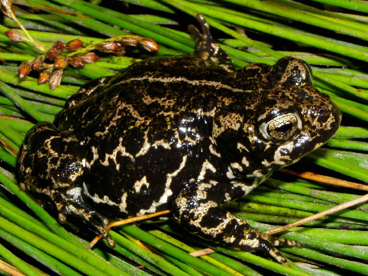 Image of Black Toad