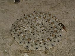 Image of Sidewinder Rattlesnake