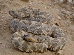 صورة Crotalus mitchellii (Cope 1861)