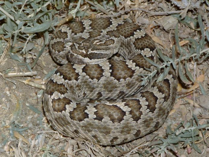 Image of Northern Pacific Rattlesnake