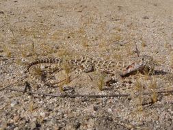 Image of Bluntnose Leopard Lizard