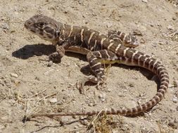 Image of Bluntnose Leopard Lizard