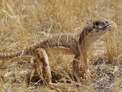 Image of Bluntnose Leopard Lizard