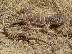 Image of Bluntnose Leopard Lizard