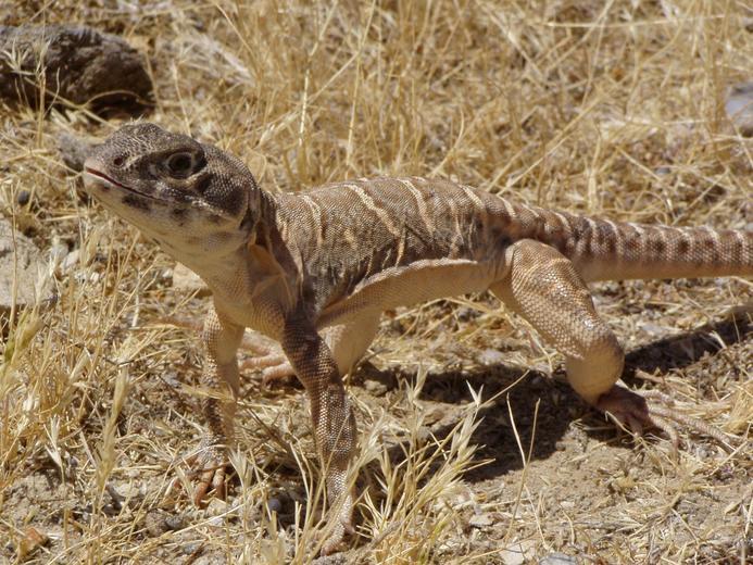 Image of Bluntnose Leopard Lizard