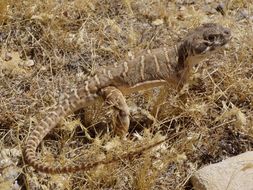 Image of Bluntnose Leopard Lizard