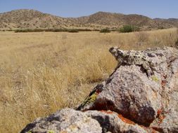 Image of San Diego Horned Lizard