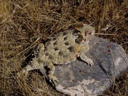 Image of San Diego Horned Lizard