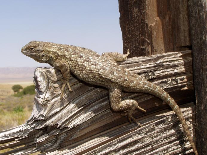 Image of Western Fence Lizard