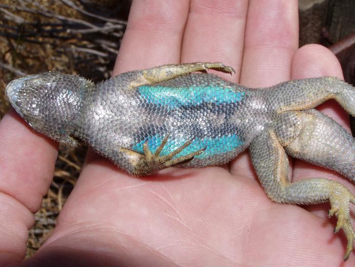 Image of Western Fence Lizard