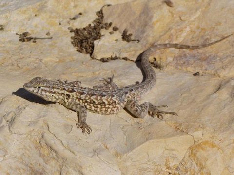 Image of common side-blotched lizard