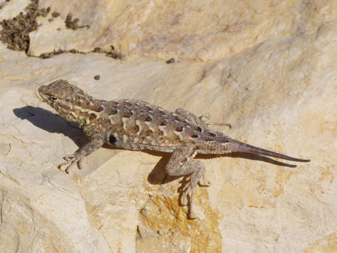 Image of common side-blotched lizard