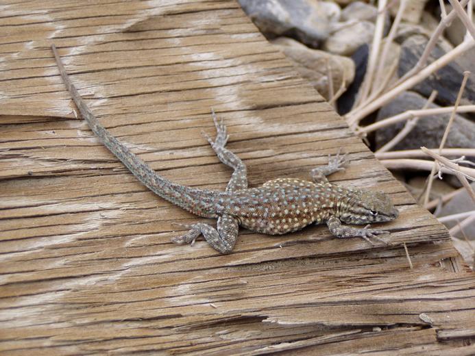 Image of common side-blotched lizard