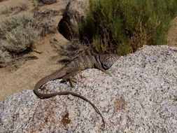 Image of Great Basin Collared Lizard