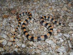 Image of Ground Snake