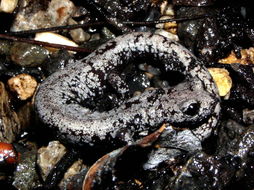 Image of Inyo Mountains Salamander