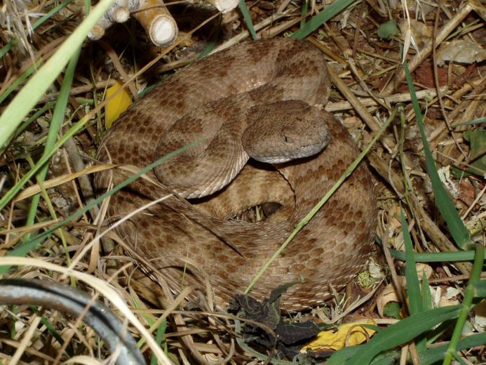 Image of Panamint Rattlesnake