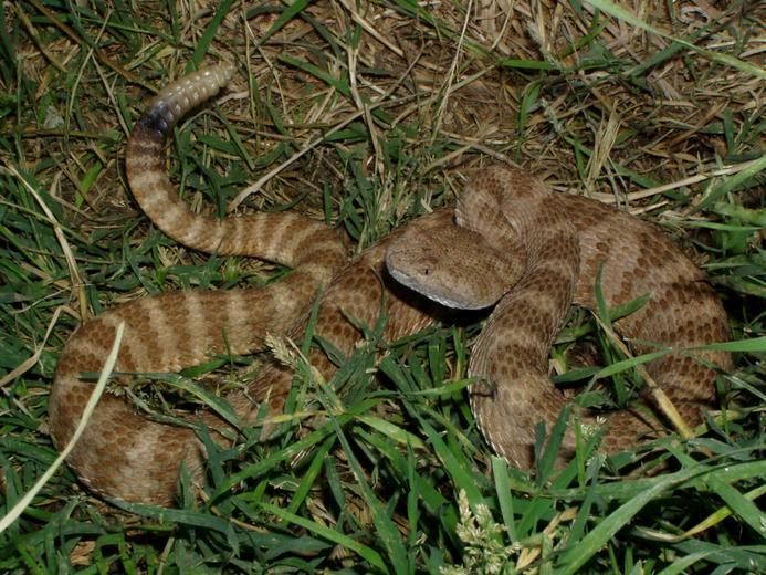 Image of Panamint Rattlesnake