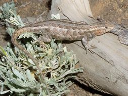 Image of Common Sagebrush Lizard