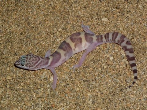 Image of Western Banded Gecko