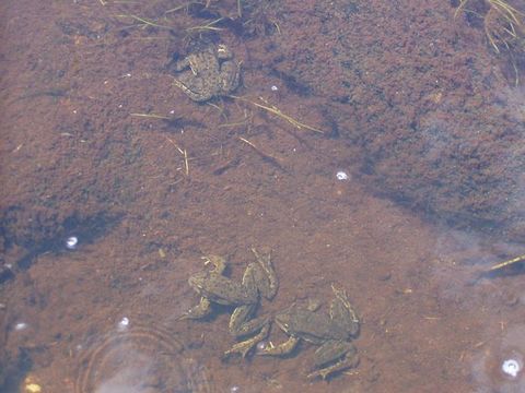 Image of Sierra Nevada Yellow-legged Frog