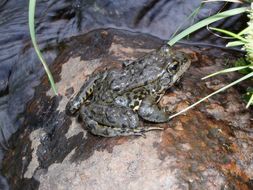 Image of Sierra Nevada Yellow-legged Frog