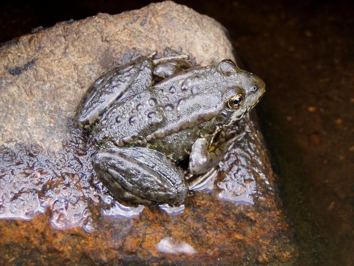 Image of Sierra Nevada Yellow-legged Frog