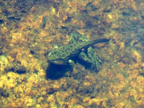 Image of Sierra Nevada Yellow-legged Frog