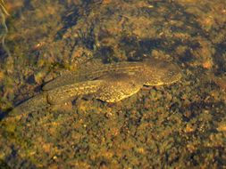 Image of Sierra Nevada Yellow-legged Frog