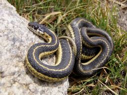 Image of Terrestrial (Wandering) Garter Snake