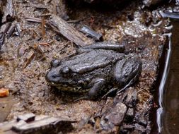 Image of Sierra Nevada Yellow-legged Frog