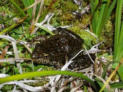 Image of Sierra Nevada Yellow-legged Frog