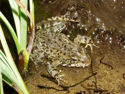 Image of Sierra Nevada Yellow-legged Frog