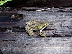 Image of Northern Pacific Treefrog