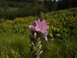 Image of Oregon checkerbloom