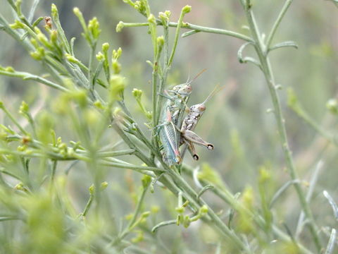 Слика од Hesperotettix viridis (Thomas & C. 1872)