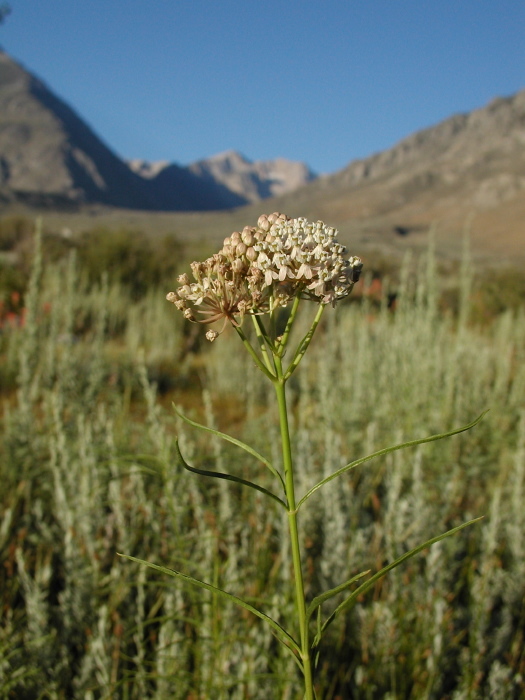 Image de Asclepias fascicularis Decne.