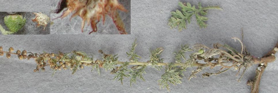 Image of weakleaf bur ragweed