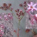 Image of <i>Chorizanthe <i>fimbriata</i></i> var. fimbriata