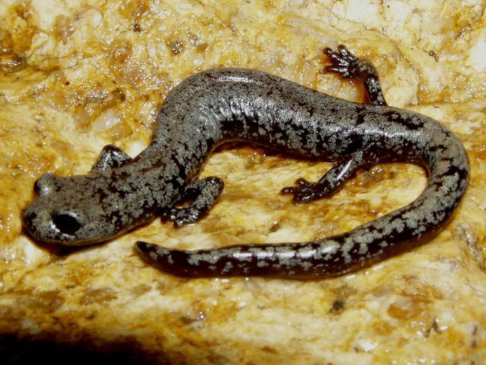 Image of Inyo Mountains Salamander