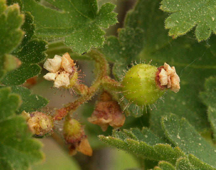 Ribes montigenum Mc Clatchie resmi