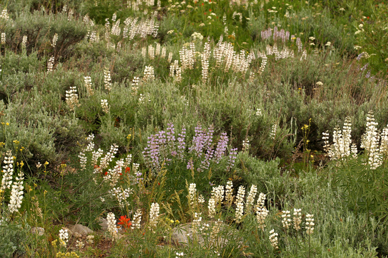 Imagem de Lupinus arbustus Lindl.