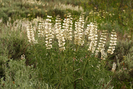 Imagem de Lupinus arbustus Lindl.