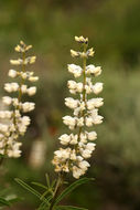 Imagem de Lupinus arbustus Lindl.