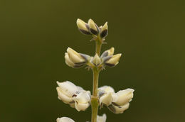 Imagem de Lupinus arbustus Lindl.