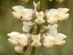 Imagem de Lupinus arbustus Lindl.